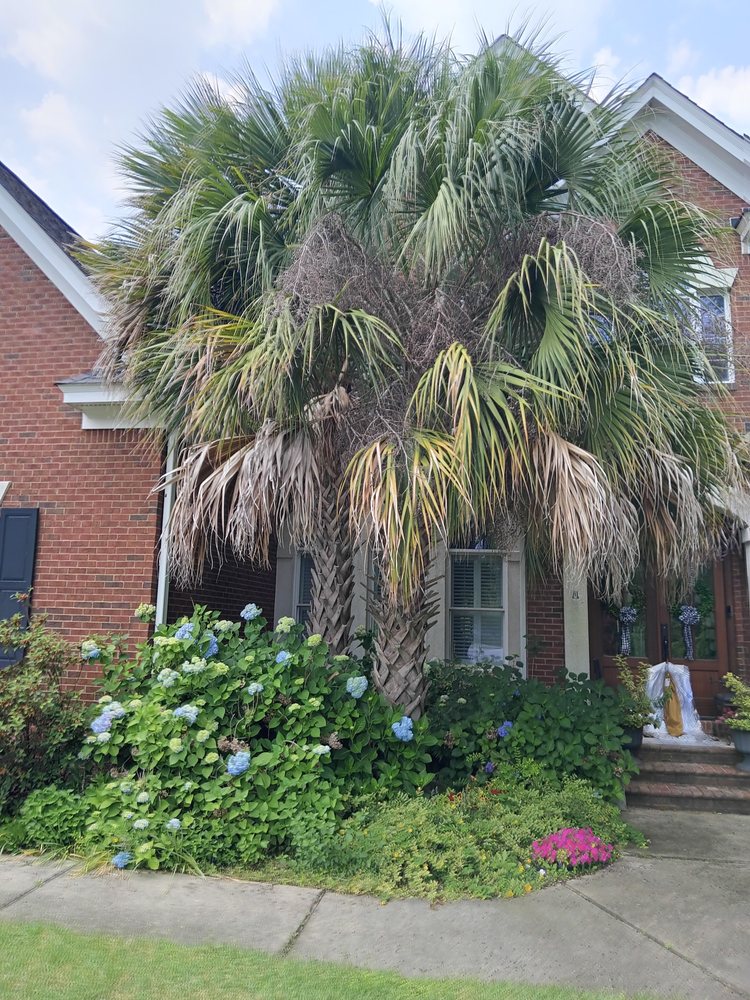 Goldstein Tree Trimming Specialist - tree service in Columbia, SC