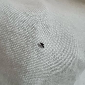 Hilton Garden Inn Hampton Coliseum Central - May be a bed bug - Hotels Near Me - Hampton, Virginia Hilton Garden Inn Hampton Coliseum Central - May be a bed bug - Hotels Near Me - Hampton, Virginia