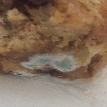Bayside Gourmet - Moldy bread pudding delivered I was told I would get a refund never happened - Italian Near Me - Islamorada, Florida