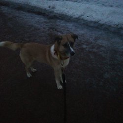Agilitybanen bak Frognerparken - Jackleter ivrig etter ett sted å løpe fritt.. "Hvor er Hundeparken da Tante..??"