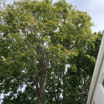 Schwartz Tree Care & Landscaping - a large tree in a residential area - Landscaping Near Me