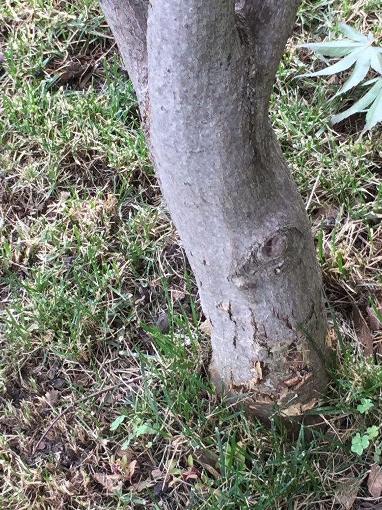 Deep Roots Lawn Care & Landscaping - tree service in Springfield, IL