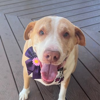 Shampooch Pet Styles - Pet Groomers Near Me - Temecula, California Shampooch Pet Styles - Pet Groomers Near Me - Temecula, California