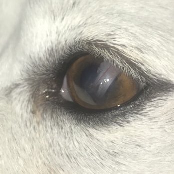 Arden Road Animal Clinic Veterinarians San Angelo Tx Yelp