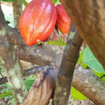 21 Degrees Estate - Cacao - Tours Near Me - Kaneohe, Hawaii 21 Degrees Estate - Cacao - Tours Near Me - Kaneohe, Hawaii
