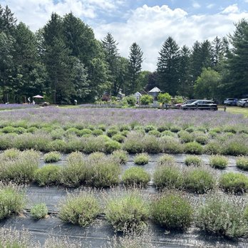 Lavender Bliss Flower Farm - Attraction Farms Near Me - Bridgman, Michigan Lavender Bliss Flower Farm - Attraction Farms Near Me - Bridgman, Michigan
