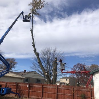 Live Oak Tree - Tree Services Near Me - Fraser, Michigan Live Oak Tree - Tree Services Near Me - Fraser, Michigan