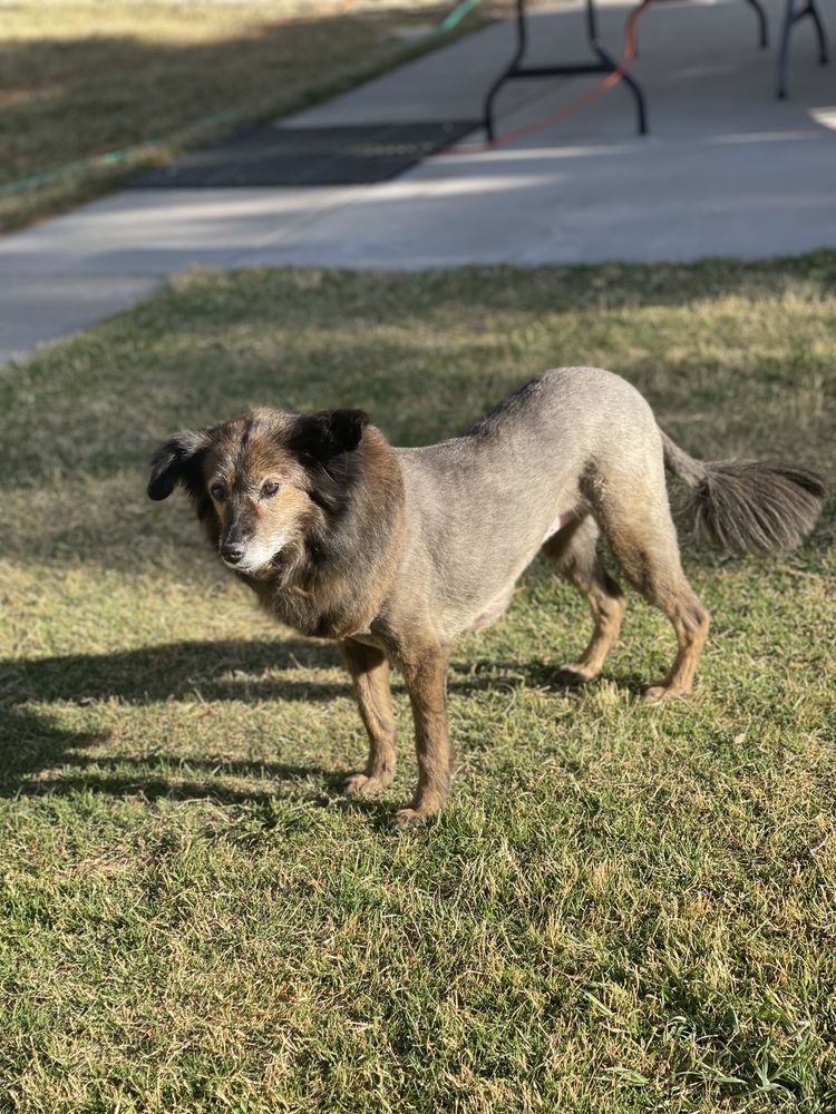 TOP DOGS GROOMING Updated July 2024 3107 N Piedras St, El Paso