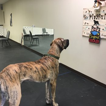 Playful Pups and Performance Training - Dreaming of that Graduation Day! - Pet Training Near Me - Virginia Beach, Virginia