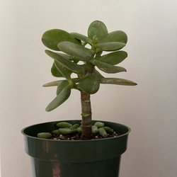 Litchfield Hills Nursery - Baby Jade plant. It was take from a jade TREE that was next to it. NOTE: Leaves on the soil are from a different succulent.