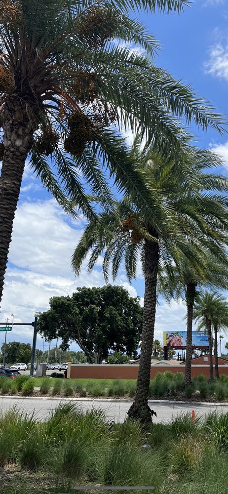 Urban Tree Doctor - tree service in Orlando, FL