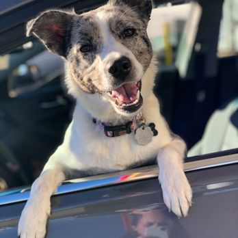 Cultured Canine Dog Training - Pet Training Near Me Cultured Canine Dog Training - Pet Training Near Me