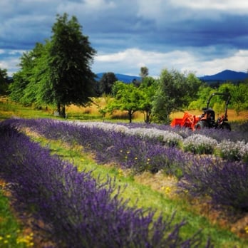 Premier Botanical - a tractor in a lavender field - Grocery Near Me - Independence, Oregon Premier Botanical - a tractor in a lavender field - Grocery Near Me - Independence, Oregon