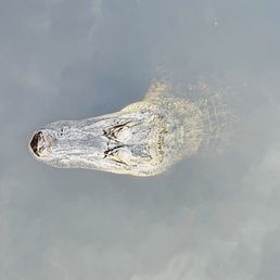 Buddy the Gator Buddy the Gator