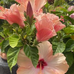 Garden hibiscus Garden hibiscus