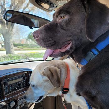 Cinema Veterinary Centre - Veterinarians Near Me - Valencia, California