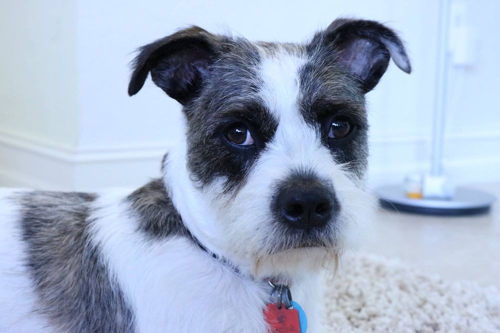 THE DOG LOUNGE NATURAL MOBILE GROOMING SPAW Updated September 2024 60 Photos & 15 Reviews