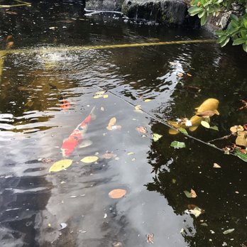 Mari's Gardens - Koi fish - Nurseries & Gardening Near Me - Mililani, Hawaii Mari's Gardens - Koi fish - Nurseries & Gardening Near Me - Mililani, Hawaii