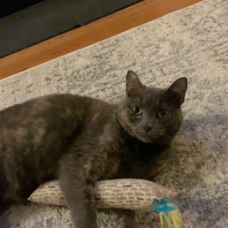 Java: our brazen and lovable diluted tortie Java: our brazen and lovable diluted tortie