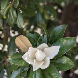 Tennessee State Capitol - I sat in the shade next to this flower.