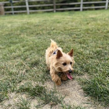 Paws Parks - Dog Parks Near Me - Buellton, California Paws Parks - Dog Parks Near Me - Buellton, California