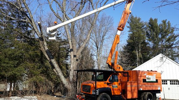 Chajon Landscaping & tree service