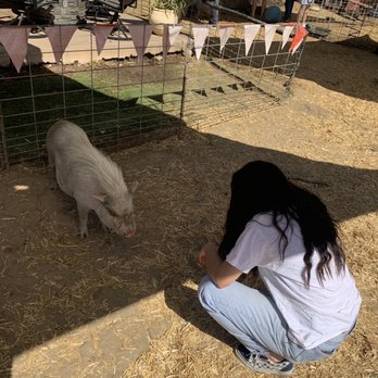 SoCalMiniPigs - Pet Breeders Near Me - Valley Center, California SoCalMiniPigs - Pet Breeders Near Me - Valley Center, California