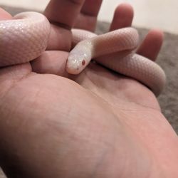 LLLReptile & Supply Chandler - This is kiki