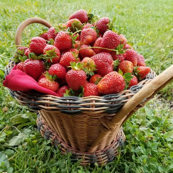 Mitchell's Berries - We offer UPick strawberries.  Typically starting in mid-to late month. - Pick Your Own Farms Near Me - Plain City, Ohio
