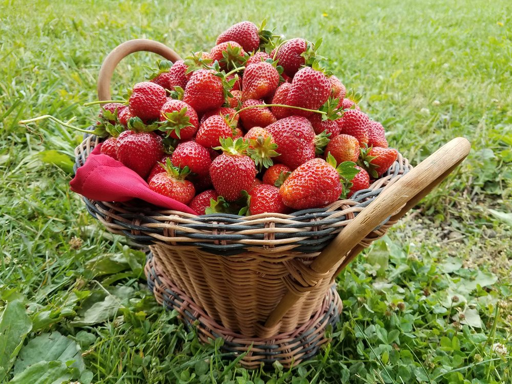 MITCHELL’S BERRIES Pick Your Own Farms 9331 Mitchell Dewitt Rd