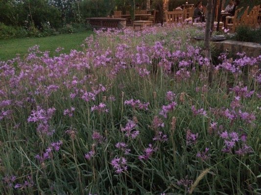 La Cocina Que Canta by null