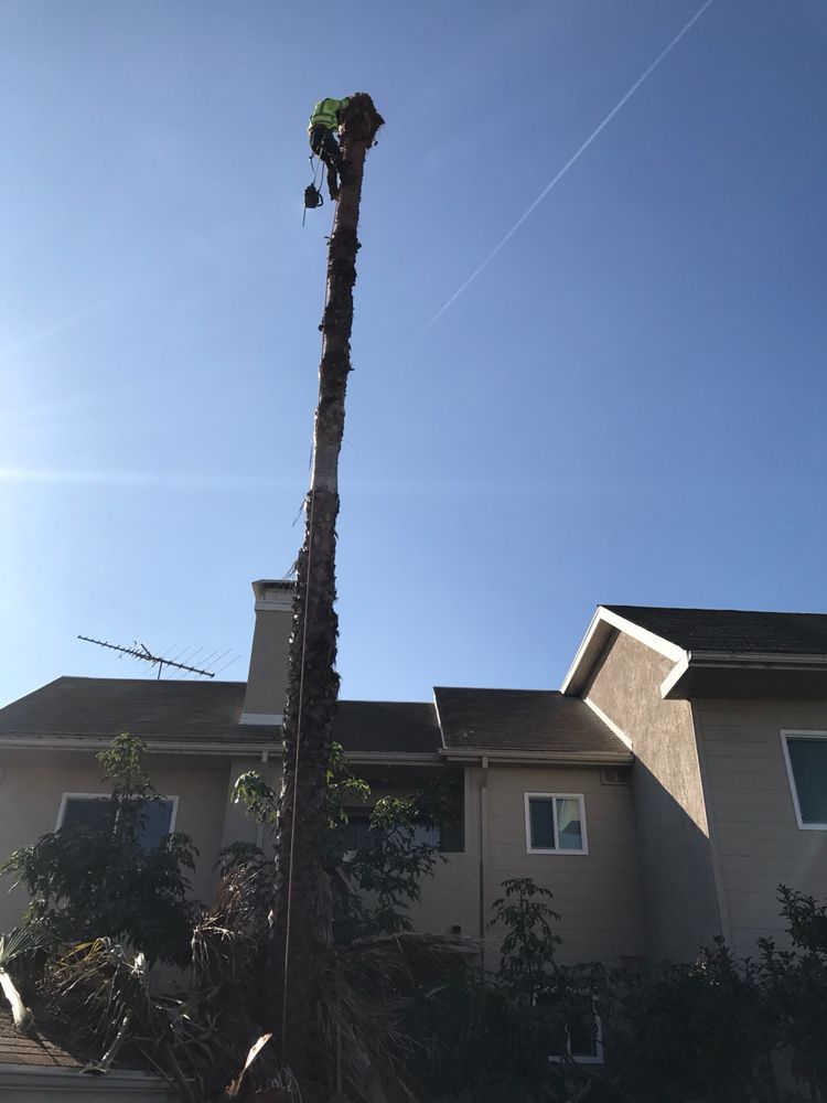 AG Landscaping - tree service in Los Angeles, CA