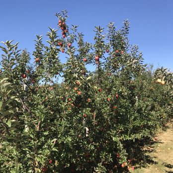 Prairie Sky Orchard - Pick Your Own Farms Near Me - Union, Illinois