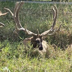 Amber Elk Ranch