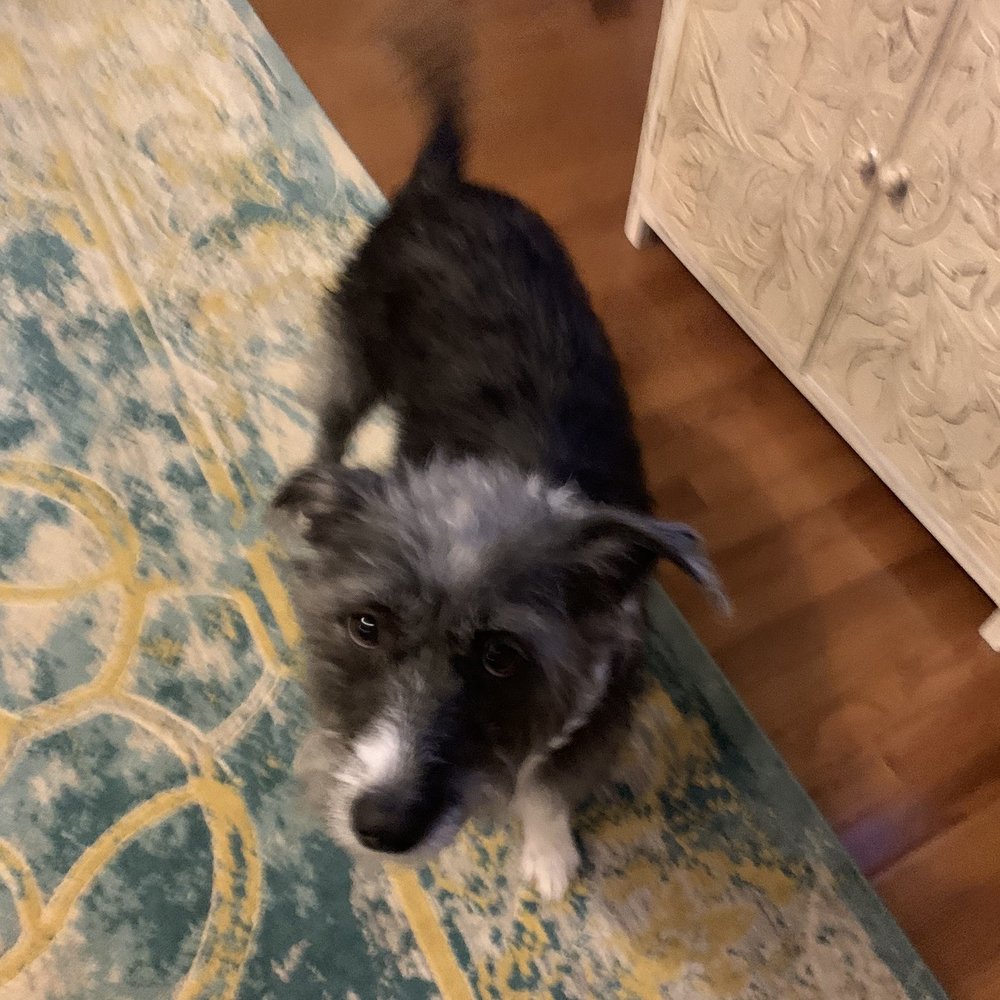 Blue Ribbon Pet Styling - Our anxious girl who's not so anxious at the groomer's anymore! - Pet Groomers Near Me - Midlothian, Virginia