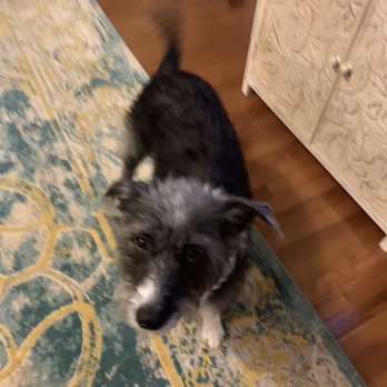 Blue Ribbon Pet Styling - Our anxious girl who's not so anxious at the groomer's anymore! - Pet Groomers Near Me - Midlothian, Virginia Blue Ribbon Pet Styling - Our anxious girl who's not so anxious at the groomer's anymore! - Pet Groomers Near Me - Midlothian, Virginia