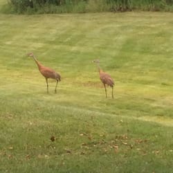 County of Kenosha - A couple of cranes hanging behind the building.