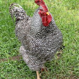 Rooster Rooster