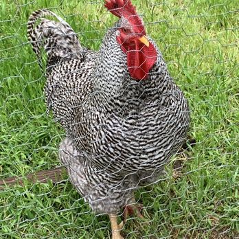 Kings Mountain State Park - Rooster - Parks Near Me - Blacksburg, South Carolina Kings Mountain State Park - Rooster - Parks Near Me - Blacksburg, South Carolina