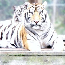 DEW Haven - DEW Haven | Maine Zoo & Rescue: Tigers