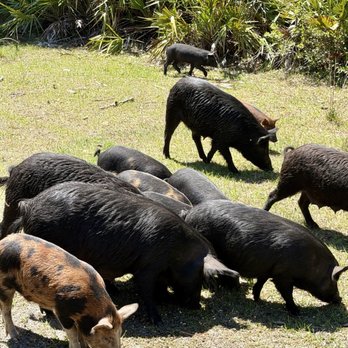 Babcock Ranch Eco Tours - Wild pigs - Tours Near Me - Punta Gorda, Florida