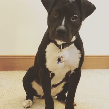 Dog Gone Seattle - Foster pup, Cookie! - Pet Adoption Near Me