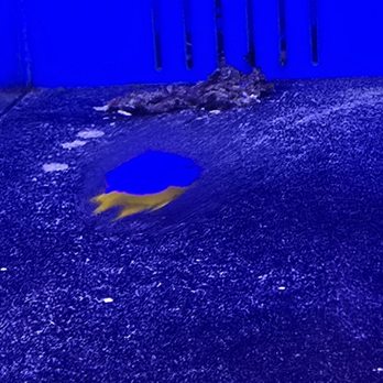 Richmond Aquarium - Aquarium Services Near Me - NORTH CHESTERFIELD, Virginia Richmond Aquarium - Aquarium Services Near Me - NORTH CHESTERFIELD, Virginia