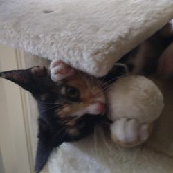 Sit & Stay Pet Care - Cat Sitting