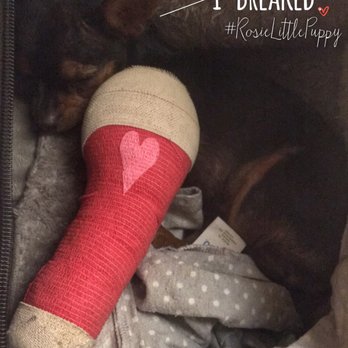East Texas Pet Emergency Clinic - My daredevil-chihuahua-mix jumped out of our SUV & broke 2 bones. The staff took us right in and got her pain meds almost immediately. - Veterinarians Near Me - Longview, Texas East Texas Pet Emergency Clinic - My daredevil-chihuahua-mix jumped out of our SUV & broke 2 bones. The staff took us right in and got her pain meds almost immediately. - Veterinarians Near Me - Longview, Texas