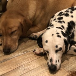 Barkin' Blends Dog Cafe