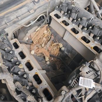 Freddys On Site Auto Solutions - Mouse house lol... Alot of work just for a knock sensor - Auto Repair Near Me - showlow, Arizona Freddys On Site Auto Solutions - Mouse house lol... Alot of work just for a knock sensor - Auto Repair Near Me - showlow, Arizona