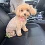 Photo of TransFURmations Pet Spa