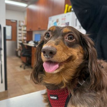 EVS Pet Urgent Care - Veterinarians Near Me - North Tonawanda, New York EVS Pet Urgent Care - Veterinarians Near Me - North Tonawanda, New York