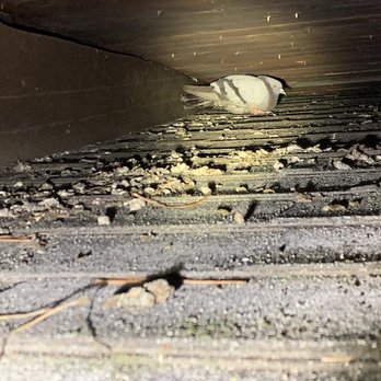 Norcal Rodent Proofing - A pigeon in an open eave under the roof. - Pest Control Near Me - Lafayette , California Norcal Rodent Proofing - A pigeon in an open eave under the roof. - Pest Control Near Me - Lafayette , California